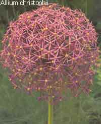 Allium cristophii