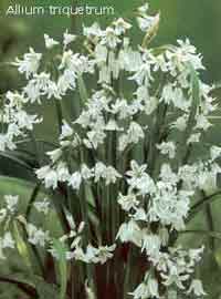 Allium triquetrum