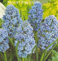 Muscari Blue Spike