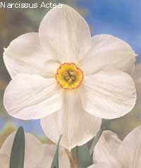 Narcissus Actea