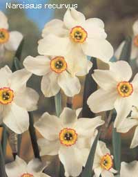 Narcissus recurvus