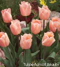 Tulipe Apricot Beauty