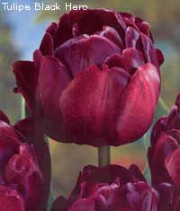 Tulipe Black Hero