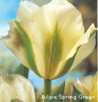 Tulipe Spring Green