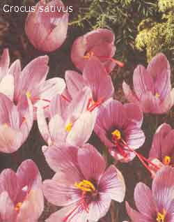 Crocus sativus