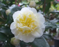 Camellia Brushfield Yellow