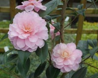 Camellia Galaxie