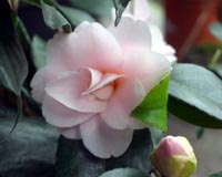 Camellia Peach Blossum