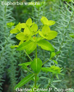 Euphorbia walichii