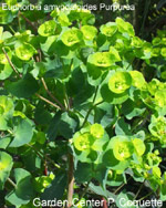 Euphorbia amagdaloides purperea