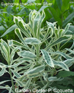 Euphorbia char. Burrow Silver