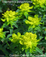 Euphorbia polychroma