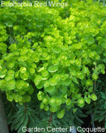 Euphorbia Red Wings