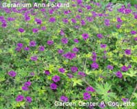 Geranium Ann Folkard