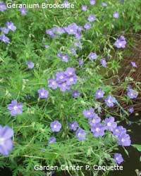 Geranium Brookside