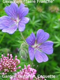 Geranium Terre Franche