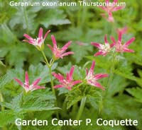 Geranium Thurstonianum