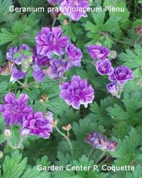 Geranium Violaceum Plenu