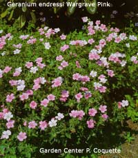 Geranium endressii Wargrave Pink