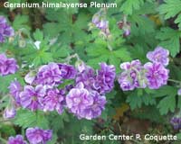 Geranium himalayense Plenum