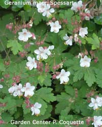 Geranium macr. Spessart