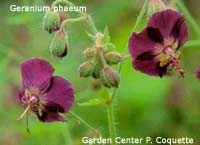 Geranium phaeum