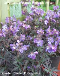 Geranium pratense Midnight Reiter