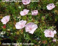 Geranium sanguineum Striatum