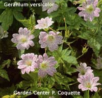 Geranium versicolor