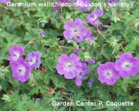 Geranium wallichianum Buxton