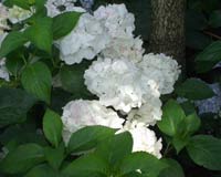 Hydrangea mde Mouillere