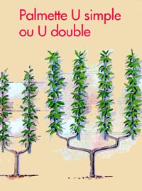 Palmette en U ou U double