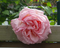 Rosa Rose Celeste