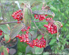 Viburnum segiterum