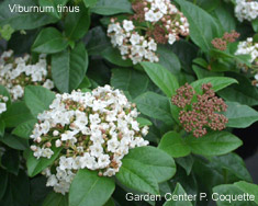 Viburnum tinus