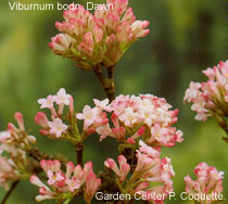 Viburnum bodn. Dawn