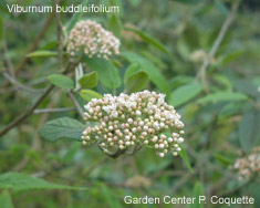 Viburnum buddleifolium