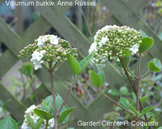 Viburnum burkw. Anne Russel