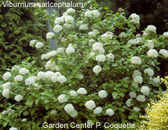 Viburnum carlcephalum