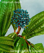 Viburnum davidi