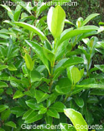 Viburnum odoratissimum