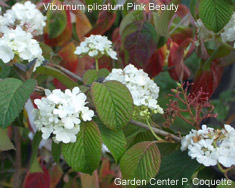 Viburnum plicatum Pink Beauty