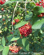 Viburnum rhytidophyllum