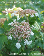 Viburnum sargentii Onodango