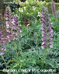 Acanthus spinosus