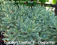 Euphorbia ch. Silver Swan