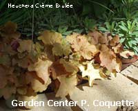 Heuchera Crme Brule