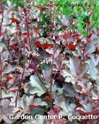 Heuchera Chocolate Ruffle