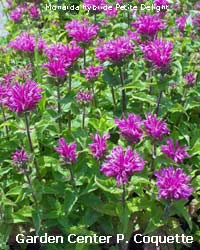 Monarda hybride Petite Delight