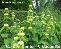 Phlomis fruticosa